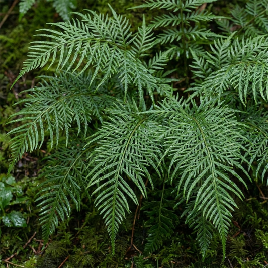 Dryopteris affinis 'Linearis Polydactyla' (Golden-scaled Male Fern) – Hardy Fern (Set of 3 or 6)