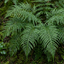 Set of 3 or 6 Dryopteris Linearis Polydactyla Male Fern Plants, Hardy Shade Loving Perennial Ferns, Garden Ready, 1 Litre Root-Ball