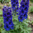 Delphinium Dark Blue Black Bee Tall Plants (Set of 3 or 6)