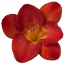 Freesia Red River Plants