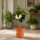 5Ltr Meyer Lemon Citrus Tree, Nursery Pots, Fruiting