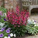 Lobelia Starship Deep Rose Upright Plants (Set of 3 or 6)