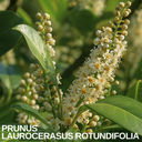Prunus Rotundifolia Plant