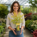 3L Orange Leaf Acer Tree, Nursery Pot, Patio Garden Pots