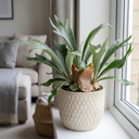 Staghorn Fern Platycerium Bifurcatum Plant (2L Pot)