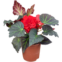 Begonia Mocca Scarlet Plant (2L Pot)