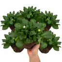 Bellis Habanera ‘White’ Plants (Set of 3 or 6)