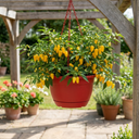 Chilli Pepper 25cm Hanging Basket, Peppers from Heaven, Pots
