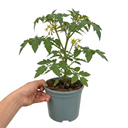 Gardeners Delight Cherry Tomato Plants
