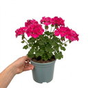 Geranium Calliope Hot Pink Plant (2L Pot)