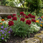 Set of 3 or 6 Verbena Trailing Deep Red Plants, Summer Flowering Bedding, Hanging Basket & Outdoor Garden Ready, 10.5cm Root Ball