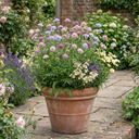 Knautia Macedonica Melton Pastels Plants (Set of 3 or 6)