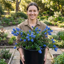 Ceanothus Yankee Point Plant (5L Pot)