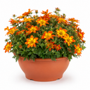 Bidens Taka Tuka Red Yellow Brush Trailing Plants