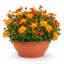 1 Bidens Taka Tuka Red Yellow Brush Trailing Plant, Bee Friendly Outdoor Summer Flowering, 21cm Root-ball