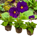 Polyanthus Stella Pheasant Eye Plants (Set of 3 or 6)