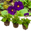 Set of 3 or 6 Large Plants - Polyanthus Stella Pheasant Eye, Ready to Plant in Your Garden