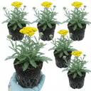 Achillea Cloth of Gold Yarrow Plants (Set of 3 or 6)