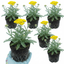 Set of 3 or 6 Achillea Cloth of Gold Yarrow Plants, Hardy Perennial, Bee Friendly Garden Flowers, Outdoor Garden Ready, 1 Litre Root-Ball