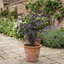 1 Sambucus Nigra Black Lace Elderberry Plant, Outdoor Hardy Perennial Garden Shrub, 3 Litre Root Ball