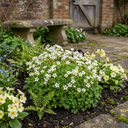 Saxifrage Marto White Mossy Alpine Plants (Set of 3 or 6)