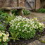 Set of 3 or 6 Saxifrage Marto White Mossy Alpine Plants, Hardy Evergreen Perennial Rockery Ground Cover, Outdoor Garden Ready, 1 Litre Root-Ball