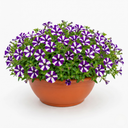 Petunia Shortcake Blueberry Live Plants