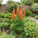 Lupin Gladiator Plants