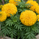 Marigold African Taishan Yellow Plant (2L Pot)