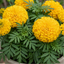 1 Large Plant - Marigold African Taishan Yellow, Outdoor Garden Ready, 2L Pot