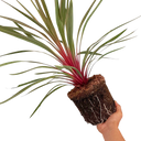 Cordyline Magic Star Plant (3L Pot)