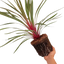1 Large Plant - Cordyline Magic Star, Ready to Plant in Your Garden, 3L Rootball