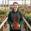 1 Cornus Alba Sibirica Red Stemmed Dogwood Plant, Winter Hardy Garden Shrub, 3 Litre Root Ball