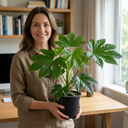 Fatsia Japonica Paper Plants