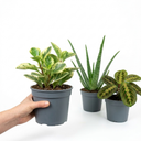 3 Live Houseplants Plant (1L Pot)