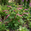 1 Dicentra Spectabilis Bleeding Heart Plant, Hardy Shade Loving Perennial, Garden Ready, 17cm Root-Ball