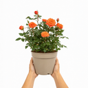 3Ltr Orange Patio Rose Plant, Hardy Bush, Nursery Pots