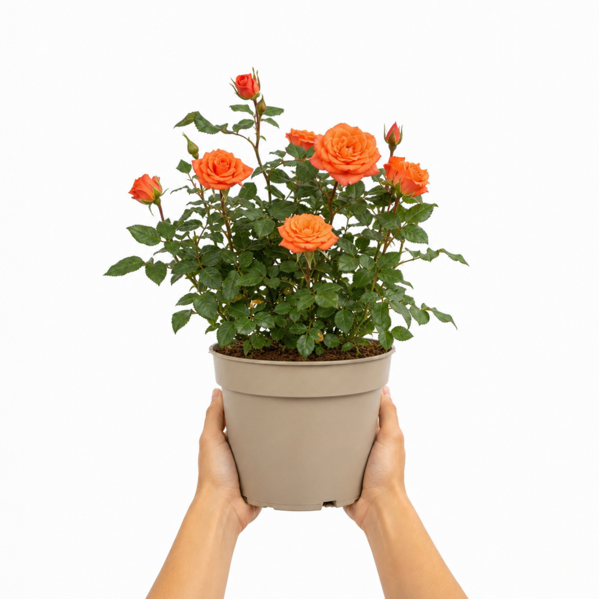 Patio Rose, Orange – Compact Repeat Flowering Rose (3L Pot)
