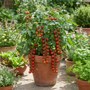 Tomato Sweet Million Variety Plants (Set of 3 or 6)