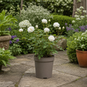 3Ltr Patio Rose Plant, White Rose Bush, Nursery Pots
