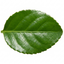 1 Euonymus Microphyllus Hardy Evergreen Hedge Plant, Buxus Alternative Garden Shrub, 26cm Root Ball