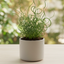 1 Large Plant - Juncus Spiralis, Ready to Plant in Your Garden, 2L Pot