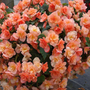 Begonia Solenia Apricot Plants