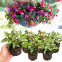 Set of 3 or 6 Large, Outdoor Garden Ready Plants - Fuchsia Bella Lydia (Rose & Violet)