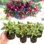 Set of 3 or 6 Large, Outdoor Garden Ready Plants - Fuchsia Bella Lydia (Rose & Violet)