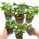 Geranium Sunflair Linda Pink Plants (Set of 3 or 6)