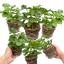 Set of 3 or 6 Large Plants - Geranium Sunflair Linda Pink, Ready to Plant in Your Garden