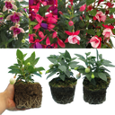Fuchsia Diva Random Colour Mix Plants (Set of 3 or 6)