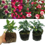 Set of 3 or 6 Large Plants - Fuchsia Diva Random Colour Mix, Ready to Plant in Your Garden