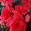 Begonia Solenia Dark Pink Plants